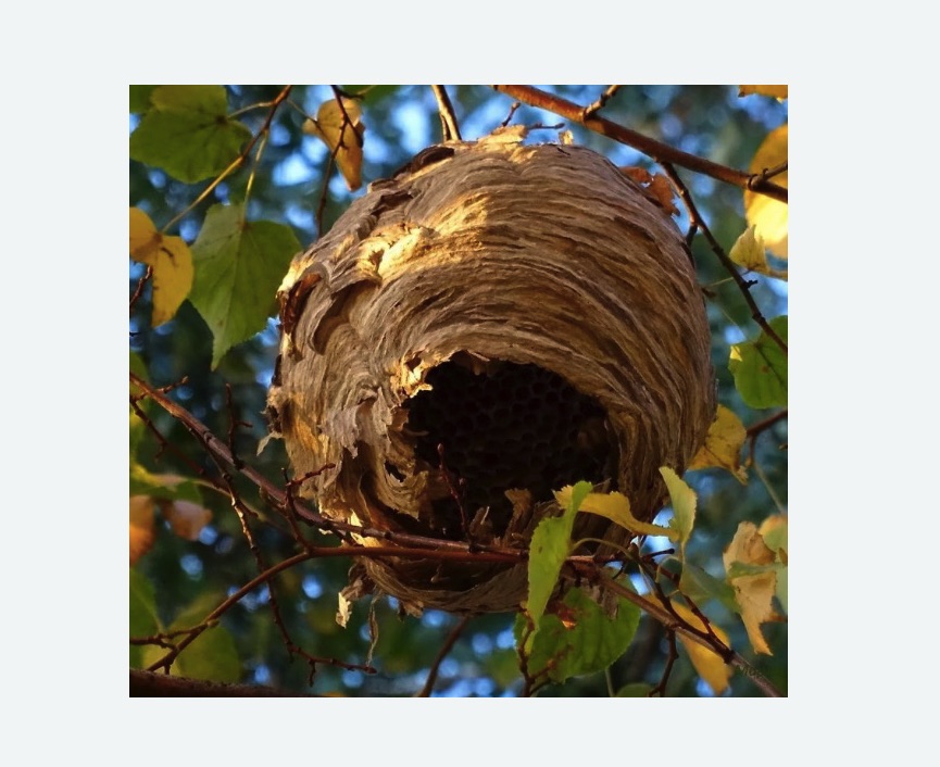 Обработка от шершней Московская метро Спб