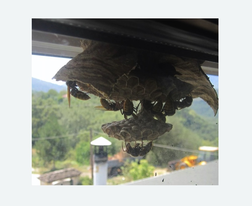 Уничтожение гнёзд шершней Московская метро Спб