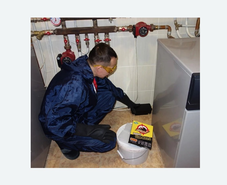 Уничтожение крыс Уничтожение крыс Московская метро Спб