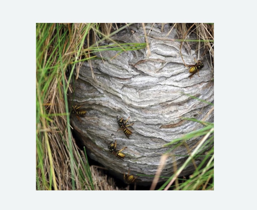 Уничтожение ос и ульев Московская метро Спб